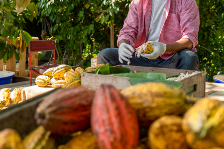 From Peru to Your Guilty Pleasure: A Chocolate Story