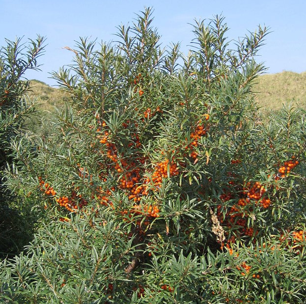 BREAKTHROUGH: New Crop Produces FREE NITROGEN From Thin Air!